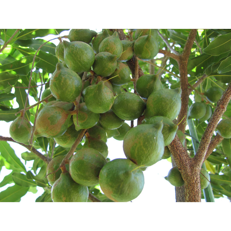 Wekiva Foliage LLC Macadamia Nut Tree Live Tree in a 1 Gallon Pot